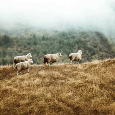 Sheep wool ALMUT_taylor-brandon
